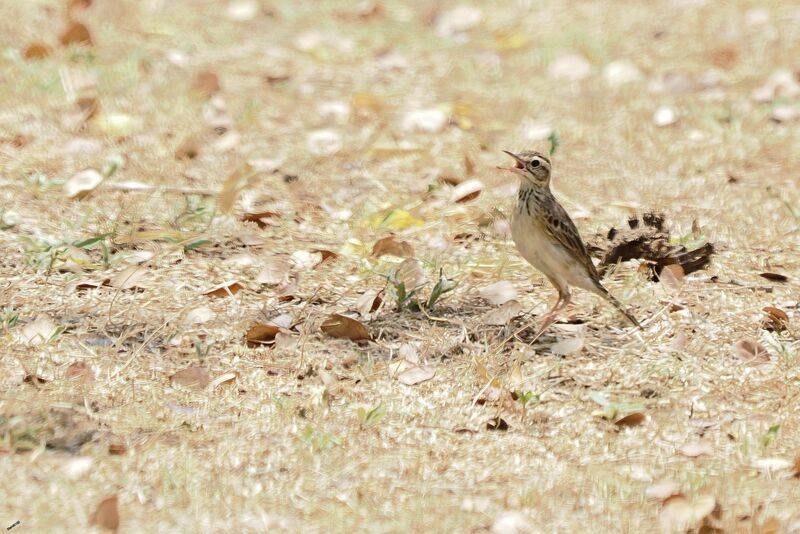 Blyth's Pipitadult transition, walking