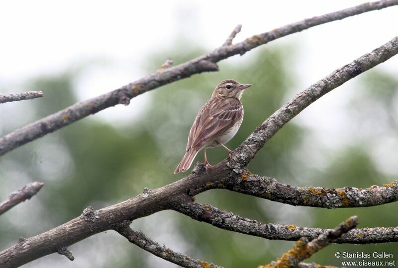 Tree Pipitadult transition