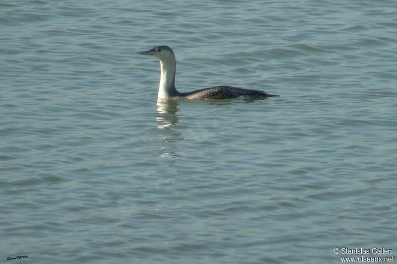 Red-throated Loonadult transition, swimming