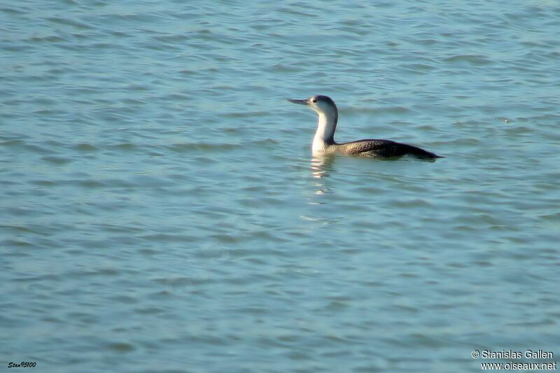 Red-throated Loon