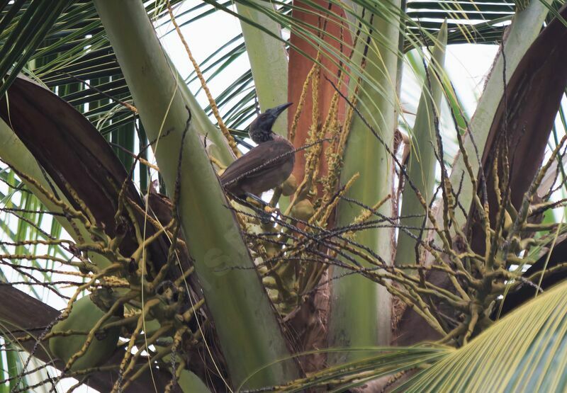 Helmeted Friarbird