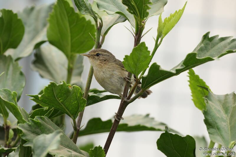 Canary Islands Chiffchaffadult