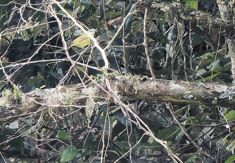 Island Leaf Warbler male adult