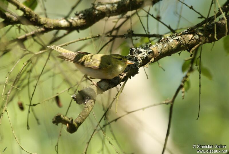 Wood Warbler male adult breeding, song