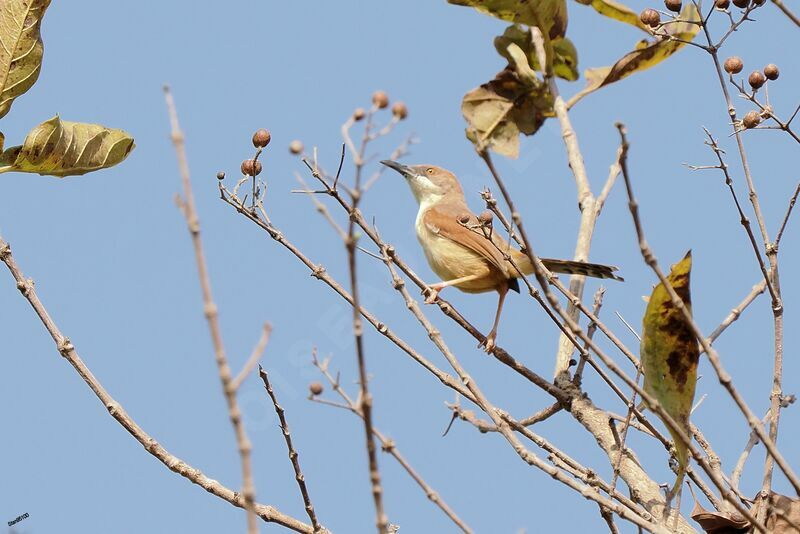 Prinia à ailes rousses mâle adulte