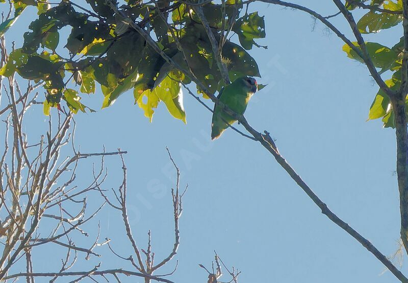 Double-eyed Fig Parrotadult