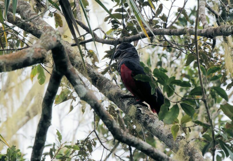 Pesquet's Parrotadult