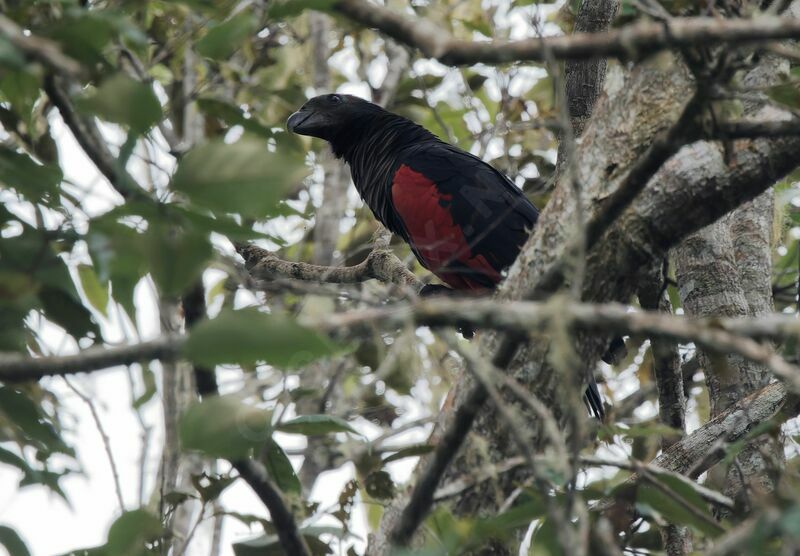 Pesquet's Parrotadult