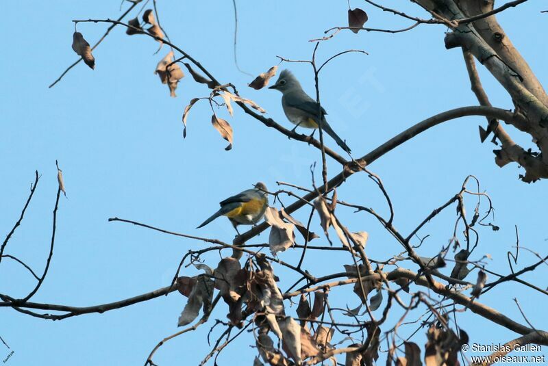 Grey Silky-flycatcheradult breeding