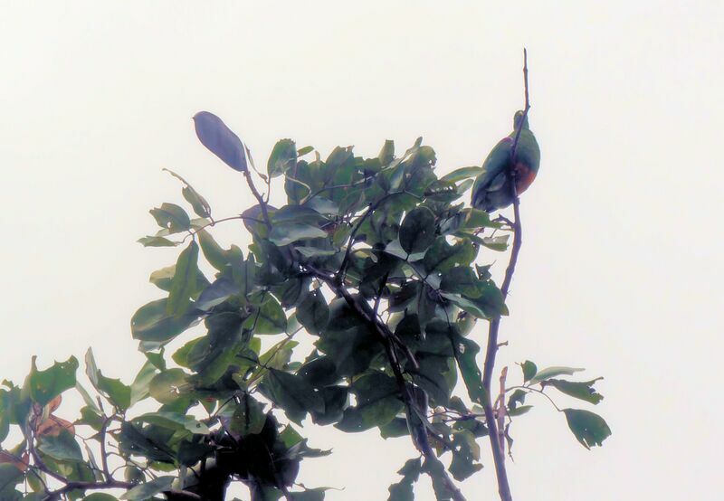 Orange-bellied Fruit Doveadult