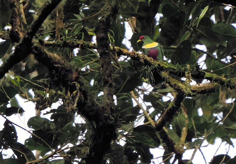 White-bibbed Fruit Dove male adult