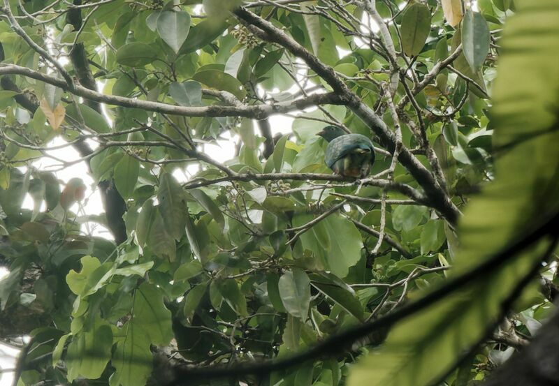 Pink-spotted Fruit Doveadult