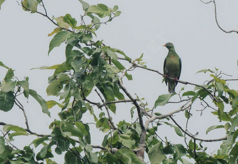 Claret-breasted Fruit Dove male adult post breeding