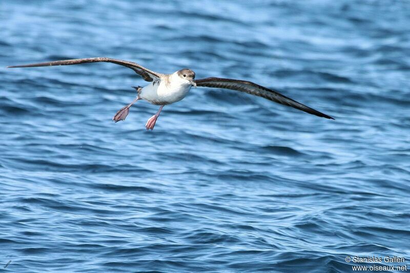 Great Shearwateradult transition, Flight