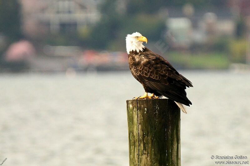 Bald Eagle