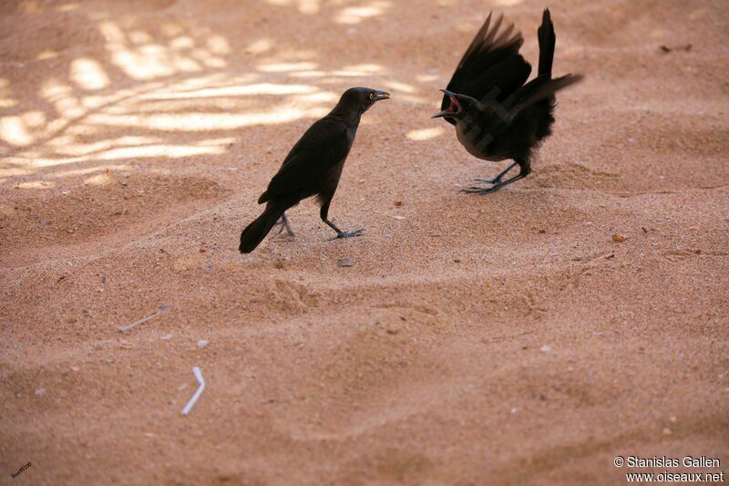 Carib Grackleadult, Reproduction-nesting