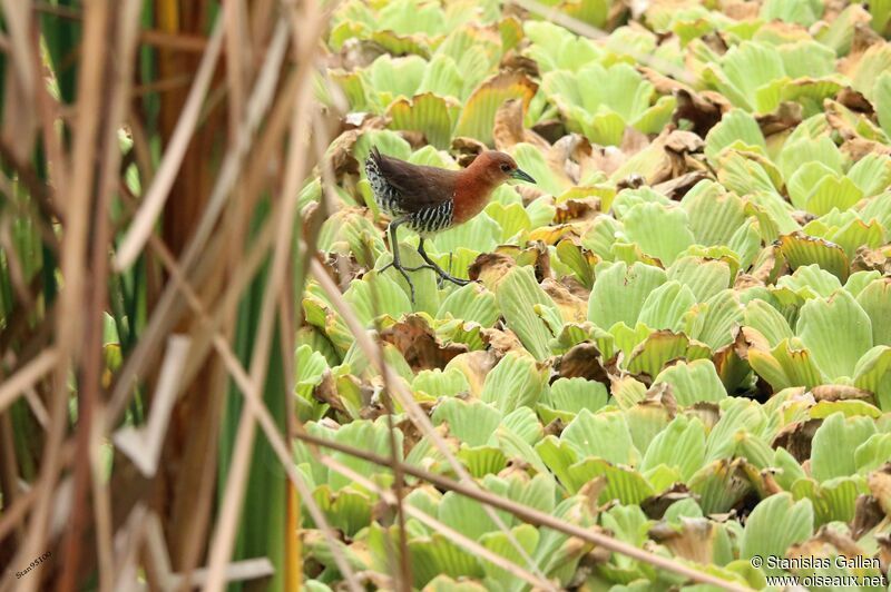 White-throated Crakeadult, walking