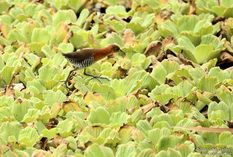 White-throated Crakeadult, walking