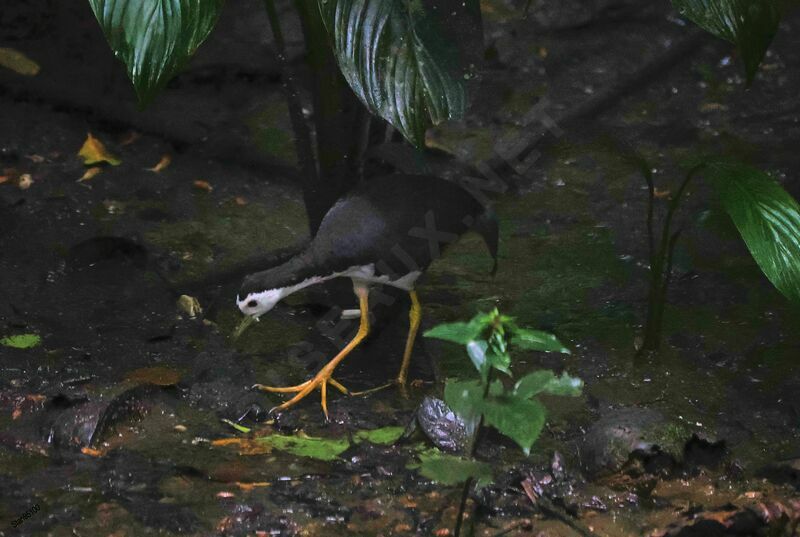 White-breasted Waterhenadult, walking