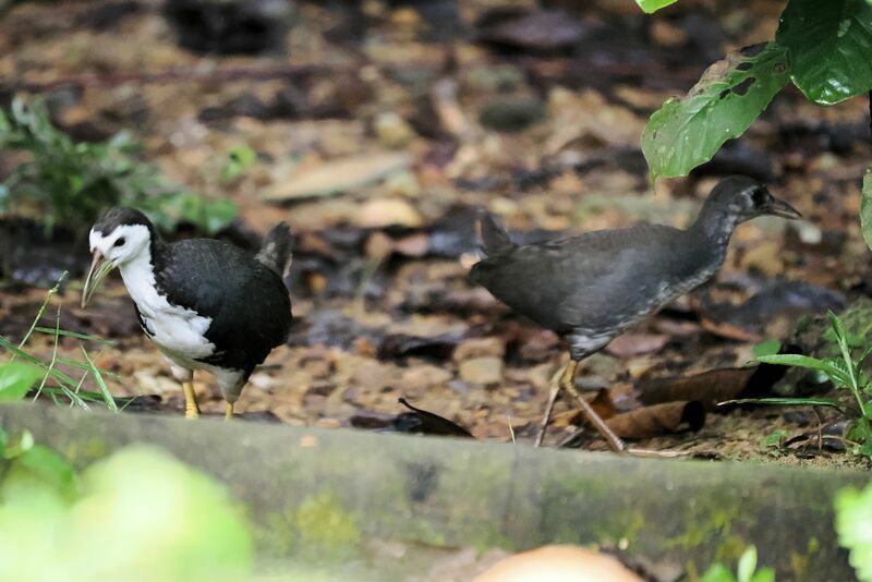 White-breasted Waterhen, walking