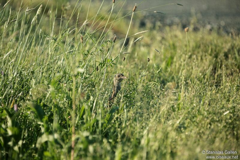 Corn Crake male adult breeding