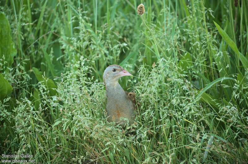 Corn Crake male adult breeding, habitat, Behaviour