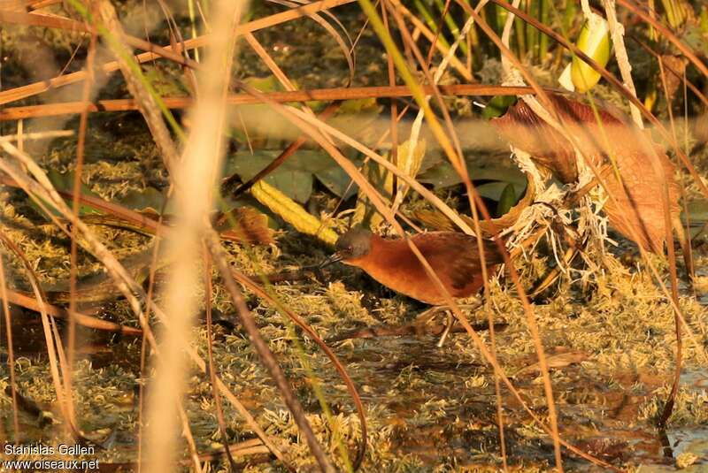 Râle rouxadulte nuptial, identification, marche, pêche/chasse