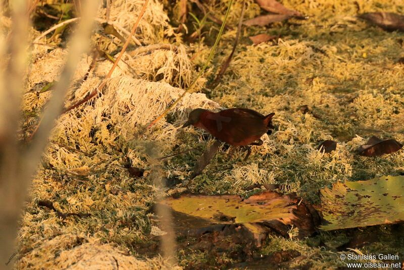 Ruddy Crakeadult, walking