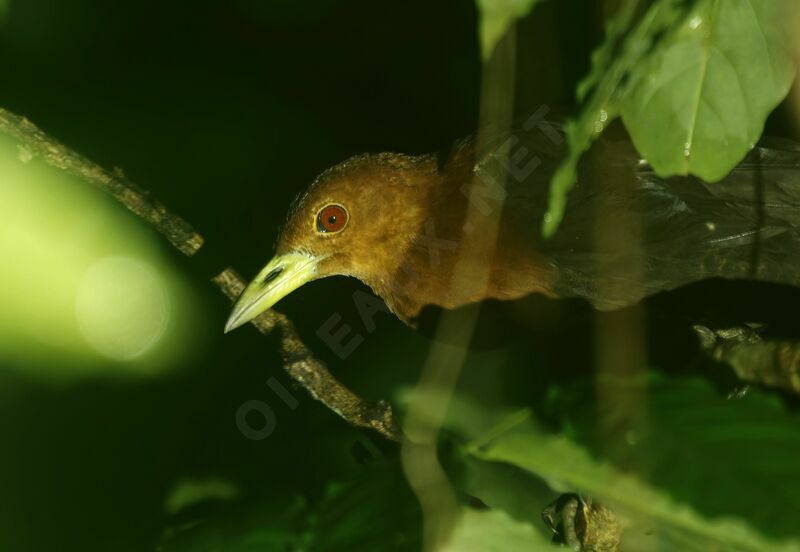 Râle tricoloreadulte, portrait