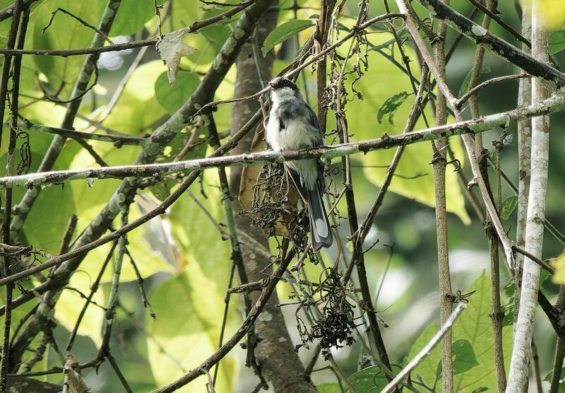 Northern Fantailadult post breeding