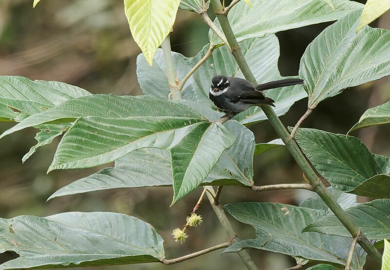 Friendly Fantail male adult