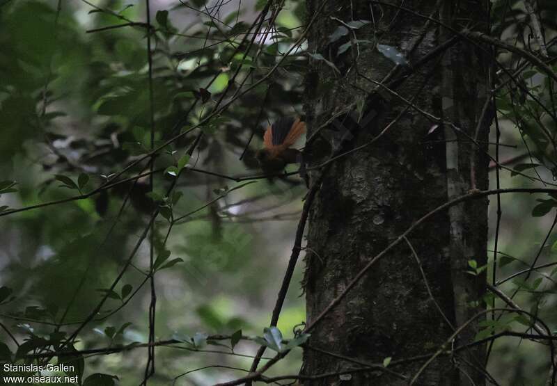 Black Fantail female adult breeding