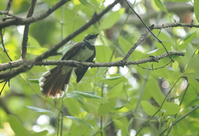 Malaysian Pied Fantail male adult