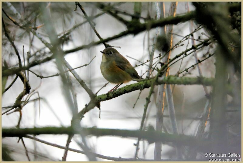 Red-flanked Bluetail