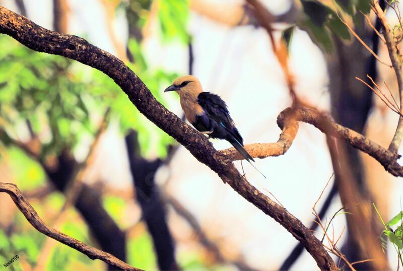 Blue-bellied Roller male adult breeding