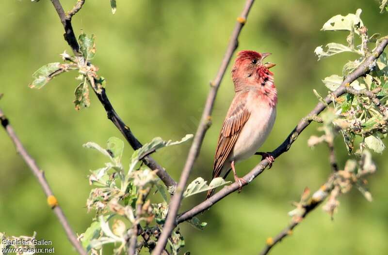 Common Rosefinch male adult breeding, close-up portrait, song