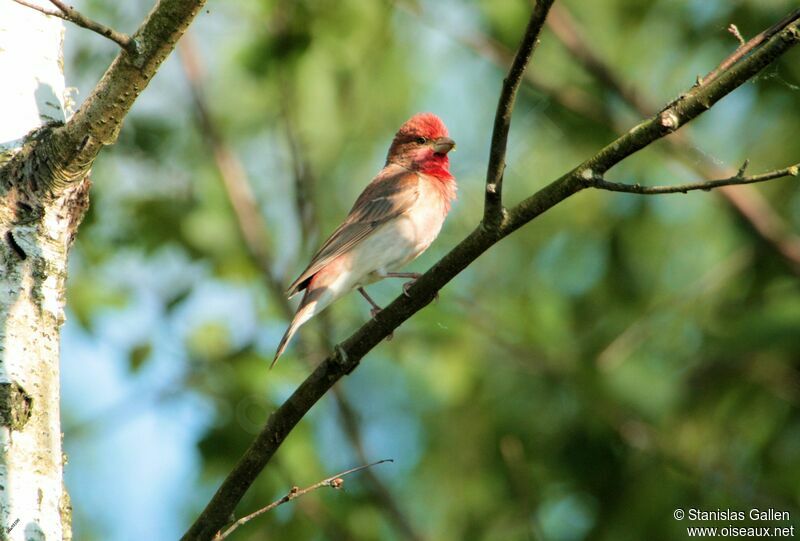 Common Rosefinch male adult breeding