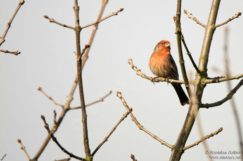 House Finch male adult breeding