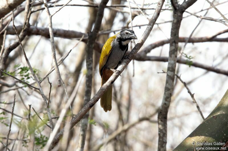 Black-headed Saltatoradult