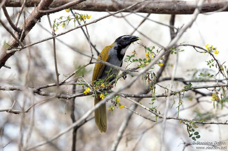 Black-headed Saltatoradult