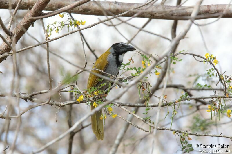 Black-headed Saltatoradult