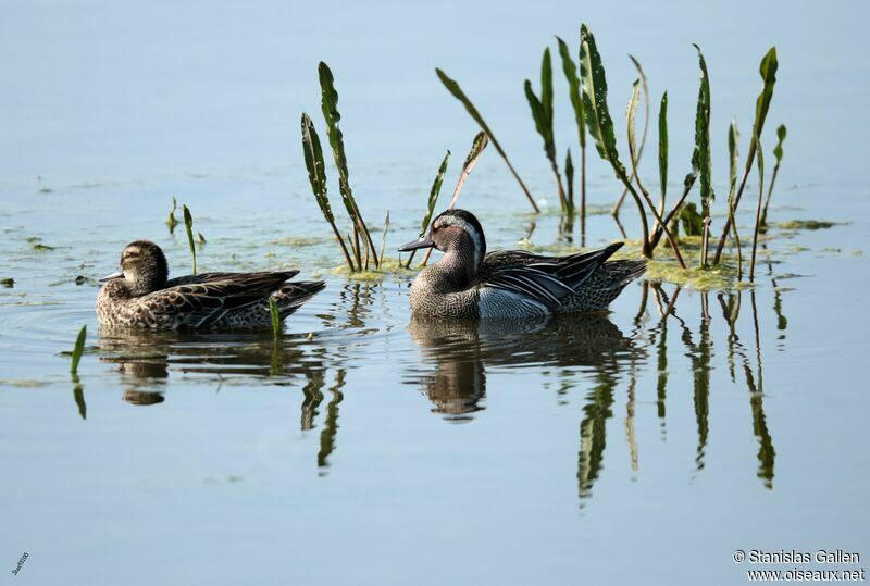 Garganeyadult breeding, swimming