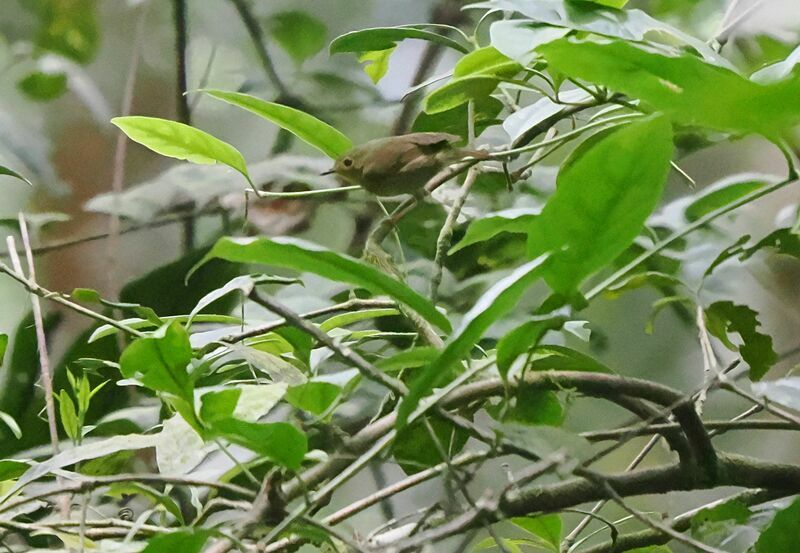 Vogelkop Scrubwrenadult