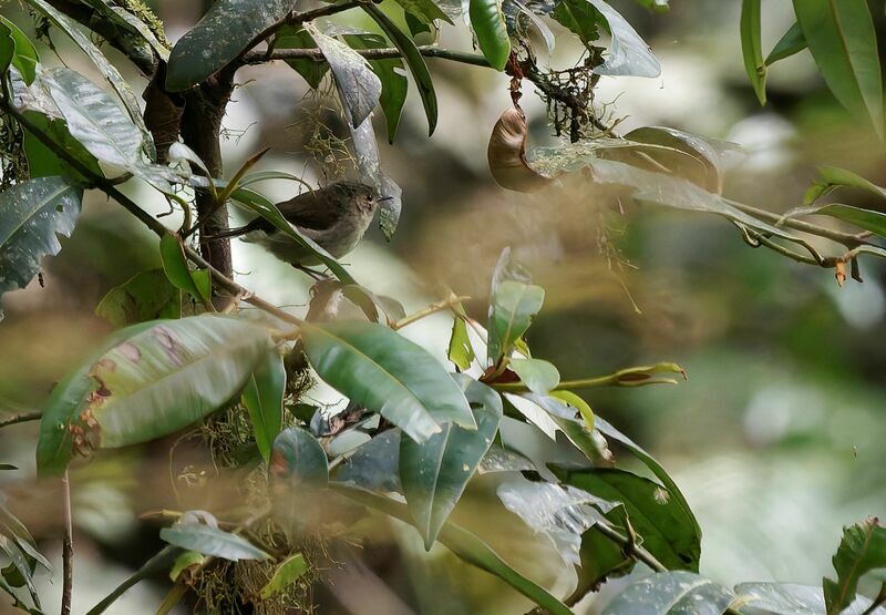 Large Scrubwrenadult