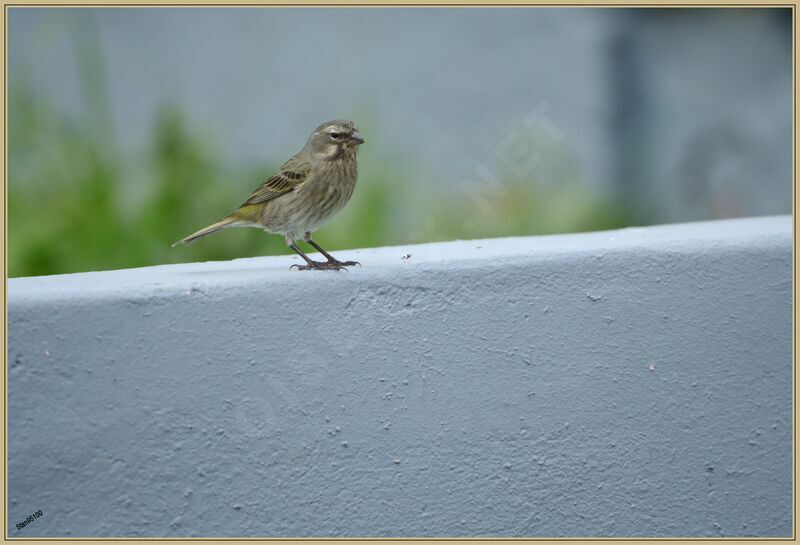 Serin soufré femelle adulte nuptial