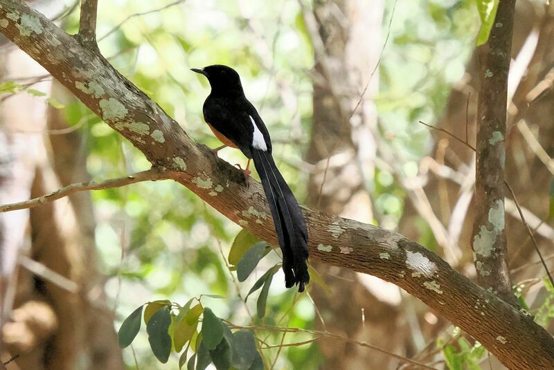 White-rumped Shama male adult breeding