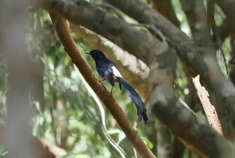 Sri Lanka Shama male adult breeding