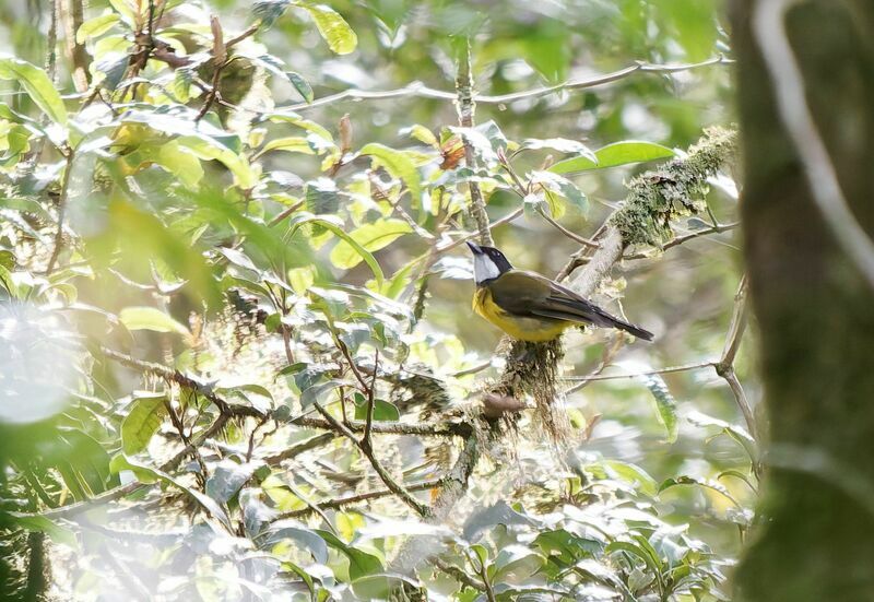 Sclater's Whistler male adult breeding