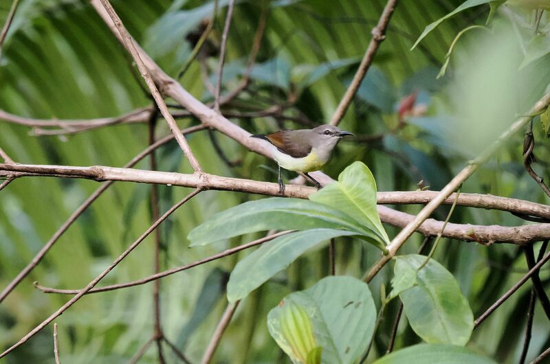 Purple-rumped Sunbird female adult