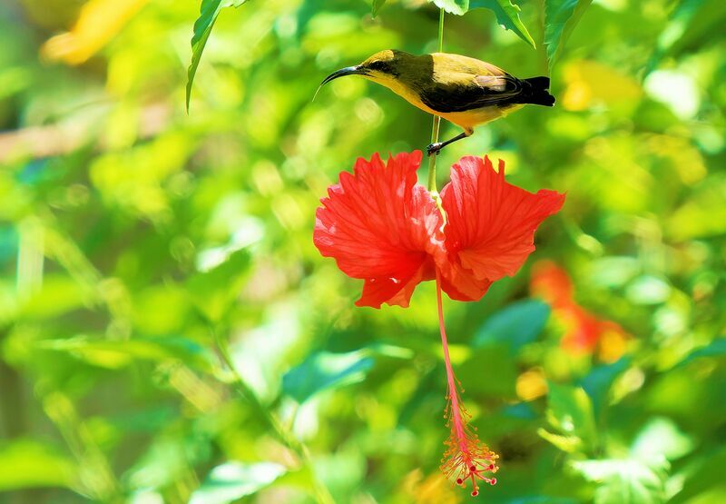 Garden Sunbird female adult breeding